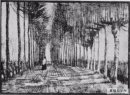 梵高素描画