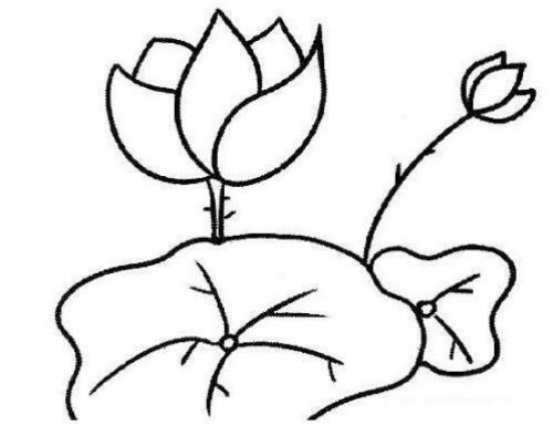 画荷花怎么画 荷花简笔画图片大全简单画法