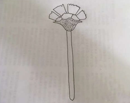康乃馨怎么画 康乃馨简笔画步骤讲解教案