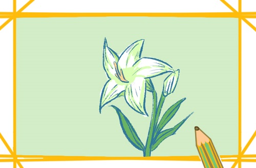 百合花怎么画 百合花简笔画手绘图片步骤教程