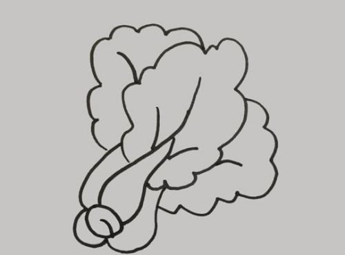 青菜简笔画怎么画 青菜简笔大全图片带颜色-素描自学网 青菜简笔画怎么画 青菜简笔大全图片带颜色
