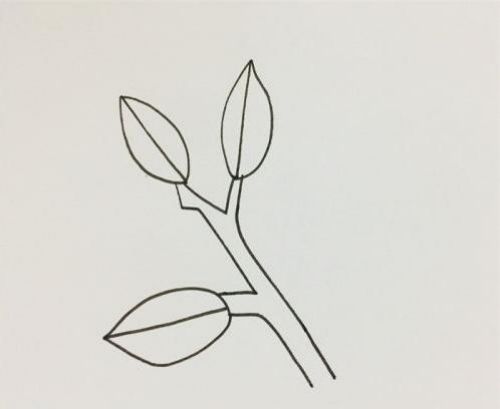 冬青简笔画图片大全 冬青简笔画怎么画