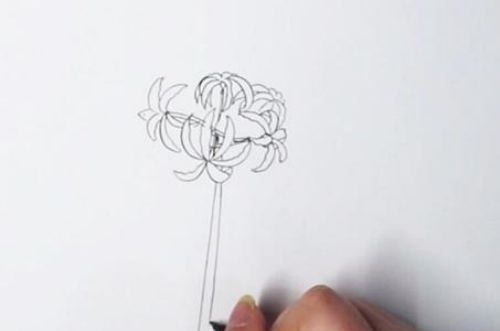 彼岸花简笔画怎么画 彼岸花简笔画简单画法漂亮