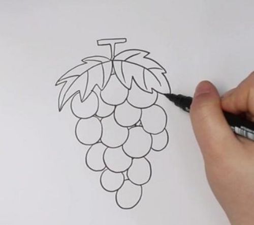 葡萄简笔画图片带颜色怎么画 葡萄简笔画简单又漂亮