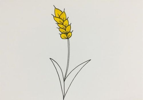 小麦简笔画图画大全 小麦简笔画怎么画