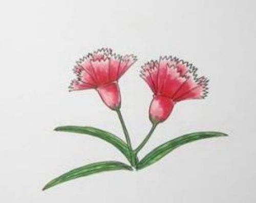 康乃馨简笔画带颜色一步一步 康乃馨简笔画怎么画