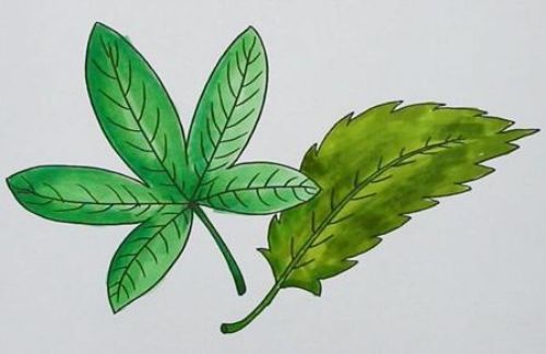 叶子简笔画画法教程 叶子简笔画图片一步一步教