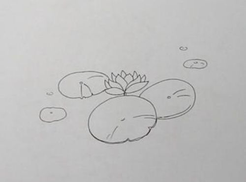 荷叶简笔画彩色漂亮图片 荷叶简笔画画法讲解