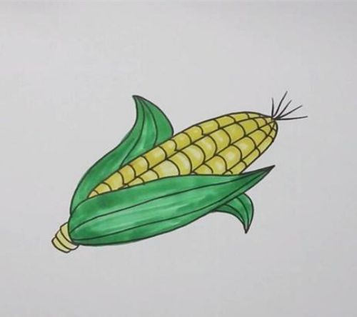 玉米简笔画彩色漂亮图片 玉米简笔画画法讲解-素描自学网 玉米简笔画彩色漂亮图片 玉米简笔画画法讲解