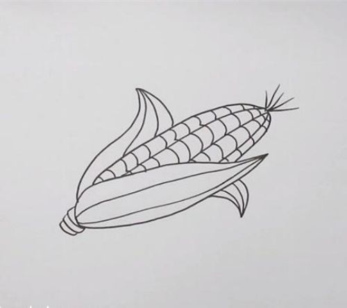 玉米简笔画彩色漂亮图片 玉米简笔画画法讲解-素描自学网 玉米简笔画彩色漂亮图片 玉米简笔画画法讲解