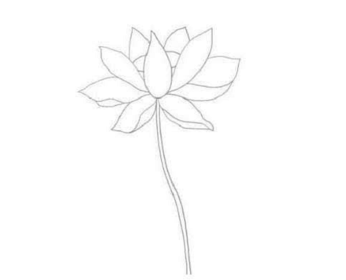 荷花简笔画儿童画带颜色 荷花简笔画详细步骤讲解