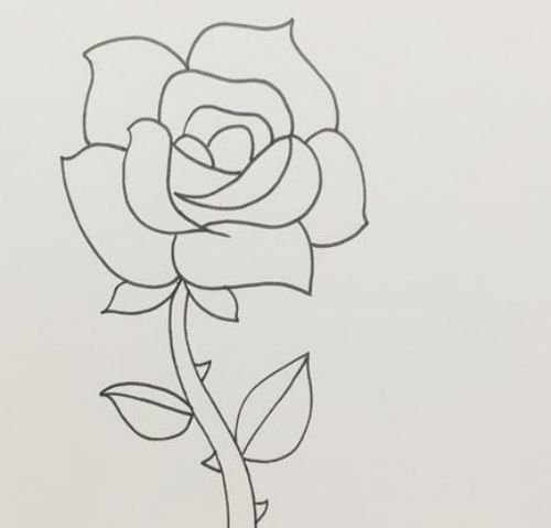 玫瑰花简笔画彩色漂亮图片 玫瑰花简笔怎么画讲解-素描自学网 玫瑰花简笔画彩色漂亮图片 玫瑰花简笔怎么画讲解