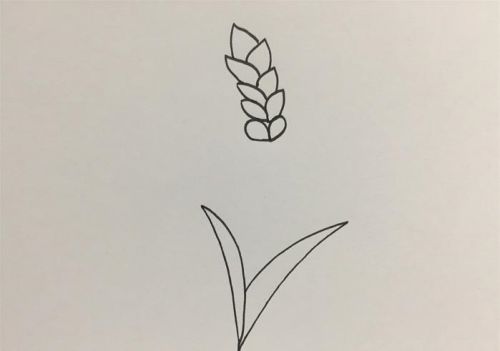 小麦简笔画图画大全 小麦简笔画怎么画