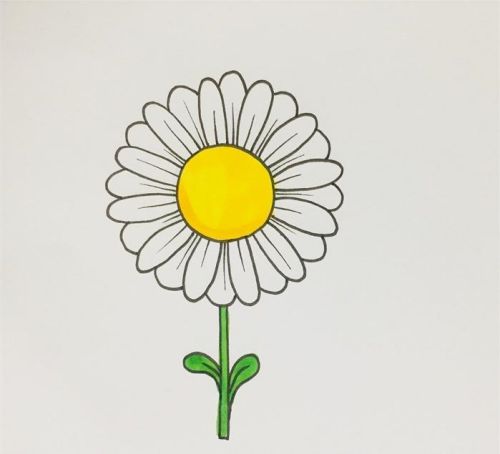 雏菊简笔画图片带颜色 雏菊简笔画怎么画