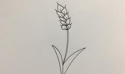 小麦简笔画图画大全 小麦简笔画怎么画