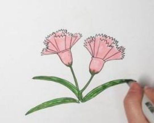 康乃馨简笔画带颜色一步一步 康乃馨简笔画怎么画