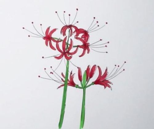 彼岸花简笔画怎么画 彼岸花简笔画简单画法漂亮