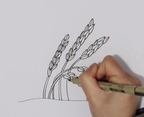 丰收稻谷简笔画图片大全 丰收稻谷简笔画怎么画