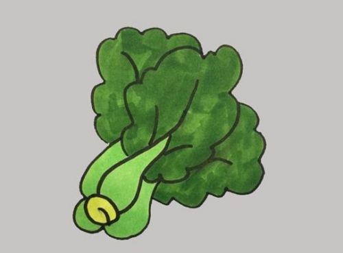 青菜简笔画怎么画 青菜简笔大全图片带颜色-素描自学网 青菜简笔画怎么画 青菜简笔大全图片带颜色