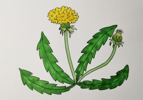 蒲公英简笔画简单又好看 蒲公英简笔画儿童怎么画