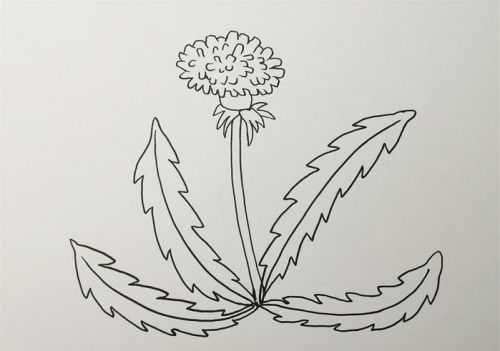 蒲公英简笔画简单又好看 蒲公英简笔画儿童怎么画