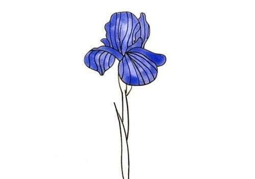 法国鸢尾花简笔画儿童画 鸢尾花简笔画怎么画
