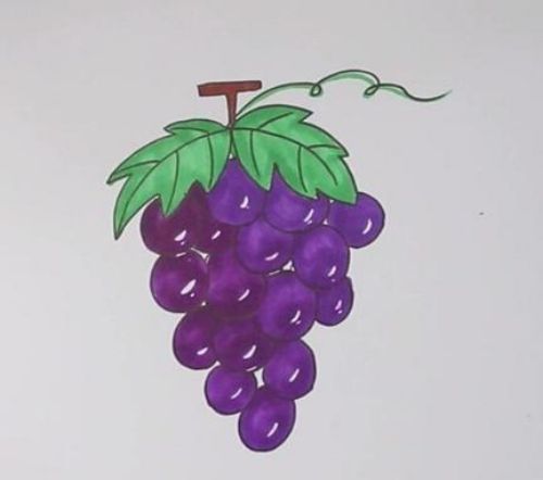 葡萄简笔画图片带颜色怎么画 葡萄简笔画简单又漂亮