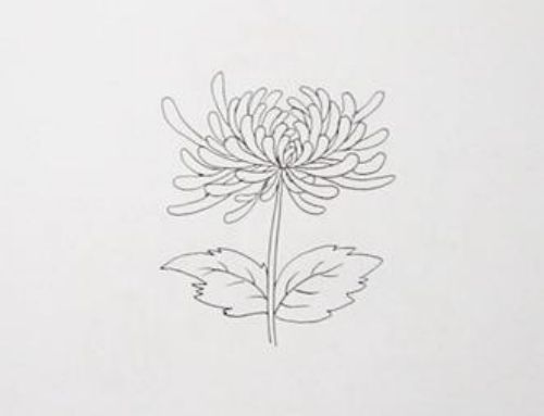 菊花简笔画画法教程 菊花简笔画好看简单
