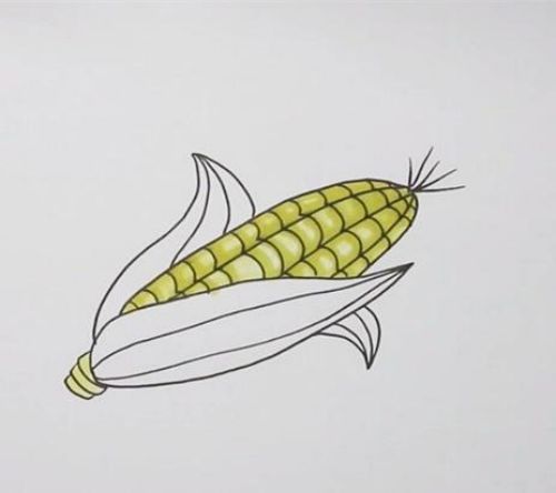 玉米简笔画彩色漂亮图片 玉米简笔画画法讲解-素描自学网 玉米简笔画彩色漂亮图片 玉米简笔画画法讲解