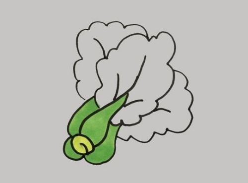 青菜简笔画怎么画 青菜简笔大全图片带颜色-素描自学网 青菜简笔画怎么画 青菜简笔大全图片带颜色