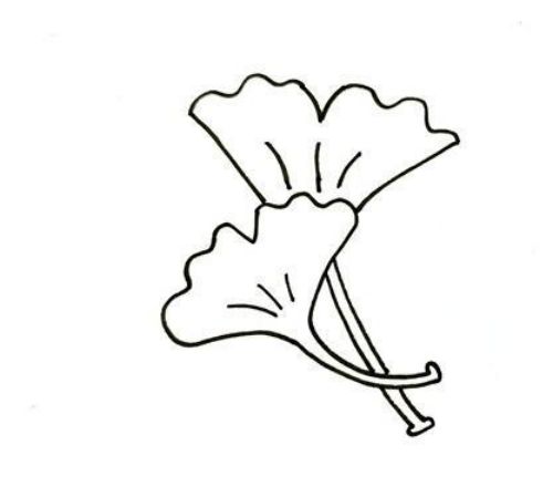 银杏树叶简笔画图片大全 银杏树叶简笔画怎么画-素描自学网 银杏树叶简笔画图片大全 银杏树叶简笔画怎么画