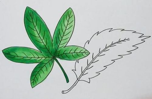 叶子简笔画画法教程 叶子简笔画图片一步一步教