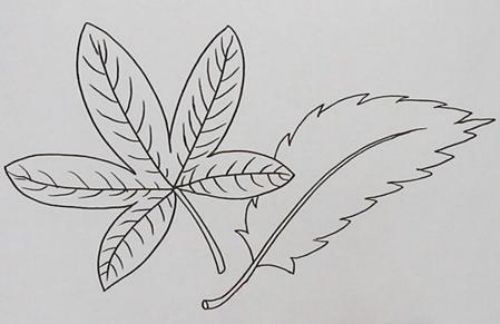 叶子简笔画画法教程 叶子简笔画图片一步一步教