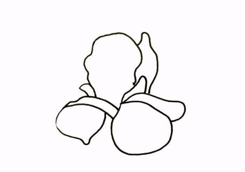 法国鸢尾花简笔画儿童画 鸢尾花简笔画怎么画