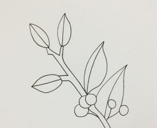冬青简笔画图片大全 冬青简笔画怎么画