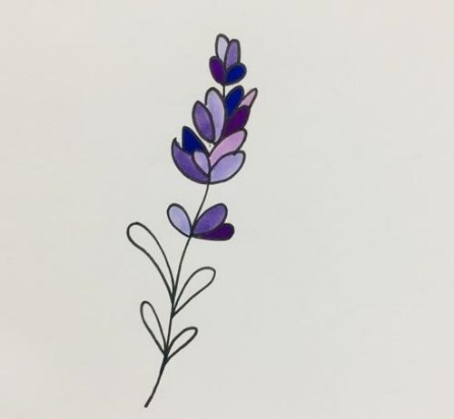 薰衣草简笔画儿童简笔画 薰衣草简笔画漂亮带颜色画法