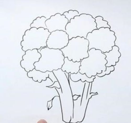 西兰花简笔画图片带颜色 西兰花简笔画怎么画简单-素描自学网 西兰花简笔画图片带颜色 西兰花简笔画怎么画简单