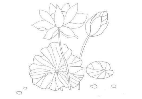 荷花简笔画儿童画带颜色 荷花简笔画详细步骤讲解