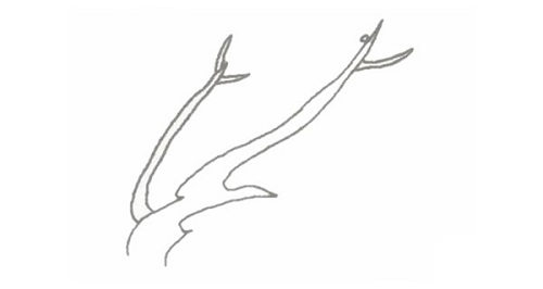 梅花简笔画怎么画 梅花简笔画图片带颜色简单画法