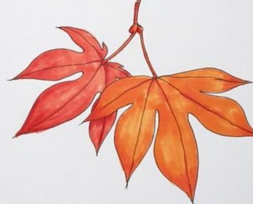 枫叶简笔画彩色怎么画 枫叶简笔画图片带颜色-素描自学网 枫叶简笔画彩色怎么画 枫叶简笔画图片带颜色