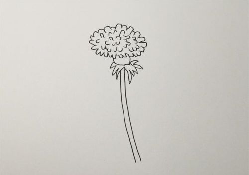 蒲公英简笔画简单又好看 蒲公英简笔画儿童怎么画