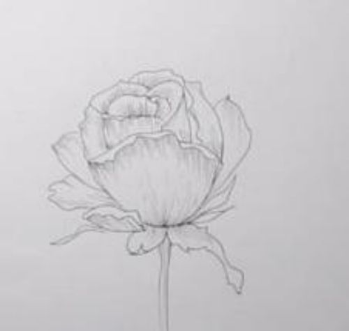 一朵玫瑰花简笔画绘画步骤 简单漂亮玫瑰花简笔画怎么画