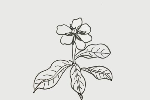 彩色栀子花简笔画怎么画 手绘栀子花简笔画步骤