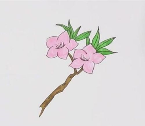 彩色樱花简笔画怎么画 简单漂亮樱花简笔分步骤图解