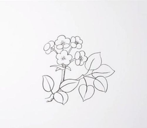 带颜色梨花简笔画步骤 彩色梨花简笔画怎么画