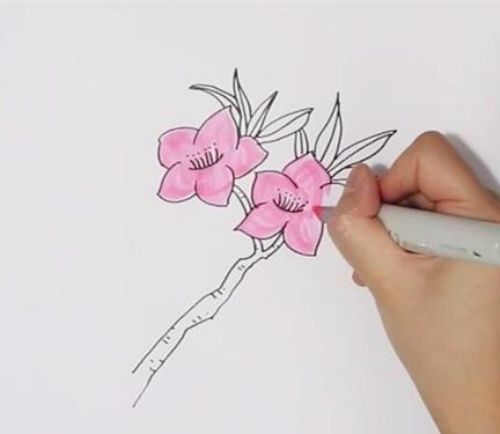 彩色樱花简笔画怎么画 简单漂亮樱花简笔分步骤图解