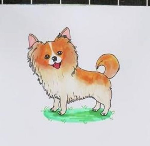 带颜色蝴蝶犬怎么画 彩色可爱蝴蝶犬简笔画绘画教程-素描自学网 带颜色蝴蝶犬怎么画 彩色可爱蝴蝶犬简笔画绘画教程