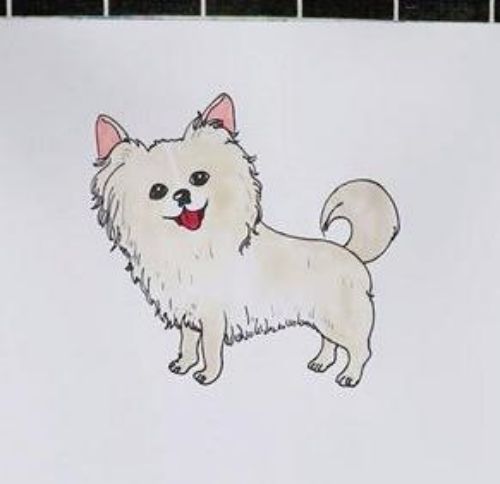 带颜色蝴蝶犬怎么画 彩色可爱蝴蝶犬简笔画绘画教程-素描自学网 带颜色蝴蝶犬怎么画 彩色可爱蝴蝶犬简笔画绘画教程