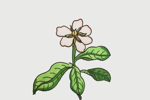 彩色栀子花简笔画怎么画 手绘栀子花简笔画步骤