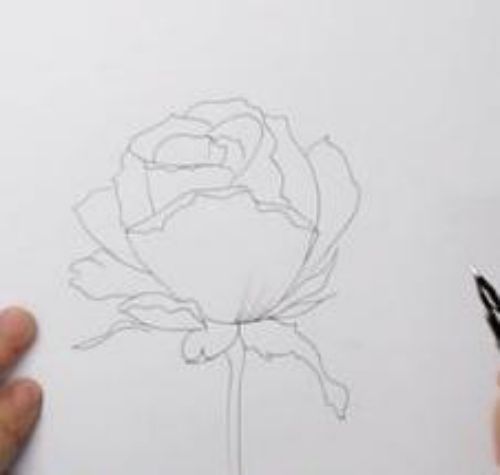 一朵玫瑰花简笔画绘画步骤 简单漂亮玫瑰花简笔画怎么画
